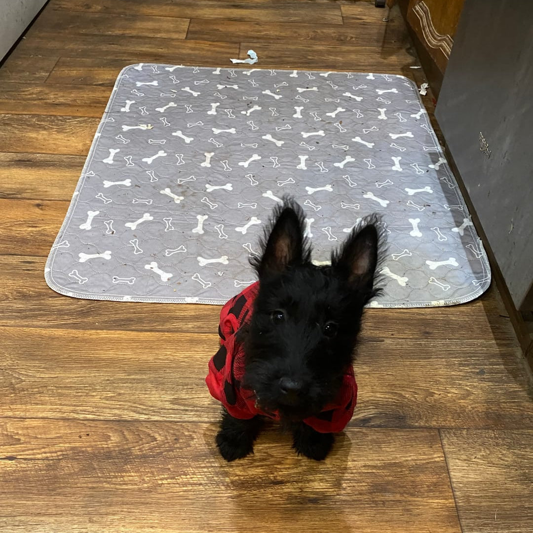 Tappetino Lavabile per Cani